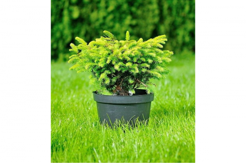 Ель обыкновенная (Picea abies Nidiformis) C4 30-40