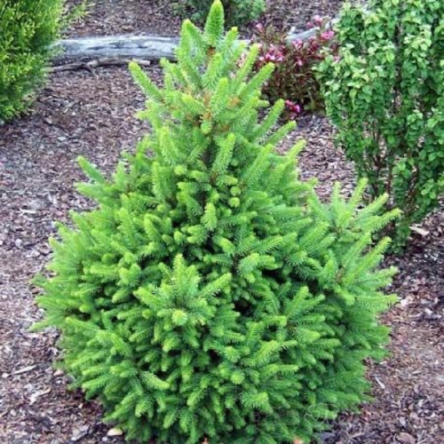 Ель обыкновенная (Picea abies Wills Zwerg) С2 20-40