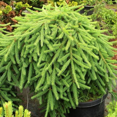 Ель обыкновенная (Picea abies Frohburg) C2 30-40