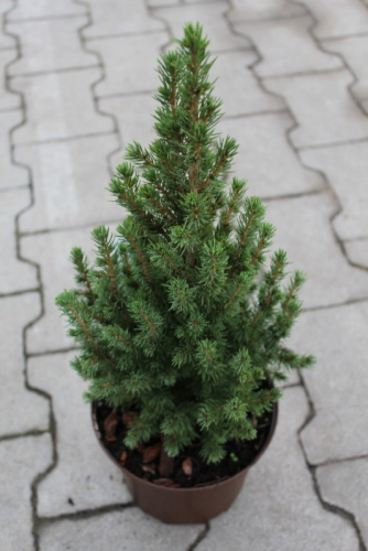 Ель сизая (Picea Glauca Perfecta) C2