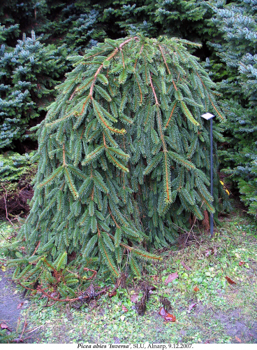 Ель обыкновенная (Picea abies Inversa) С3 