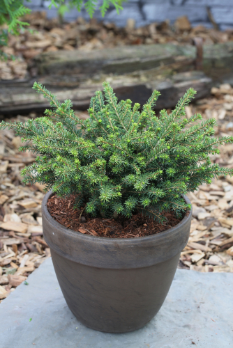 Ель сербская (Picea omorika Karel) C3 15-20