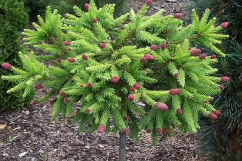 Ель обыкновенная (Picea abies Pusch) C5 PA50-60 10-15