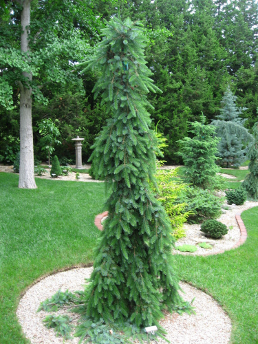 Ель сербская (Picea omorika Bruns) C5 40-60