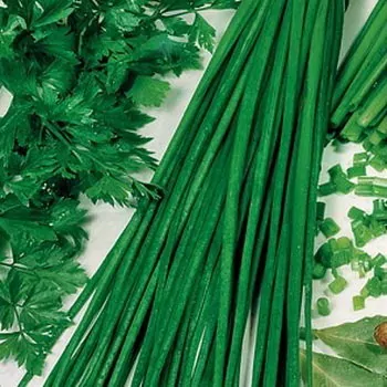 Лук на зелень шнитт Чемал