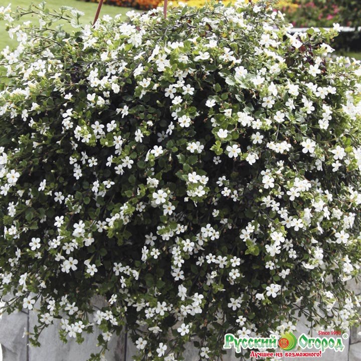 бакопа отзывы