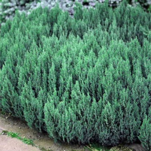 Можжевельник горизонтальный (Juniperus horizontalis Blue Forest) C2.