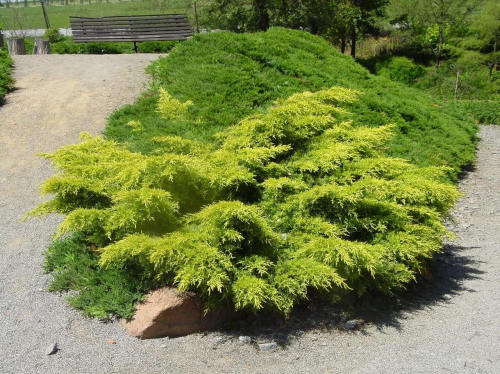 Можжевельник пфитцериана (Juniperus pfitzeriana Old Gold) C4 30-40