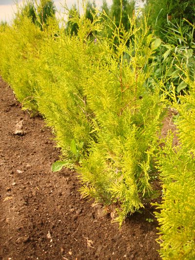 Туя западная (Thuja occidentalis Salland) C2/3 40-60