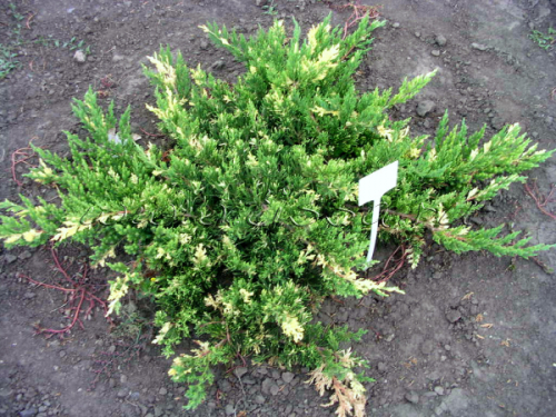 Можжевельник горизонтальный (Juniperus horizontalis Andorra Variegata) С2