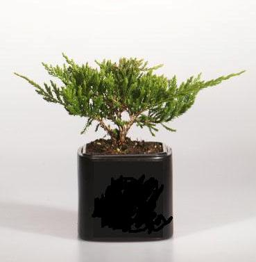 Можжевельник горизонтальный (Juniperus horizontalis Prince of Wales) C2 