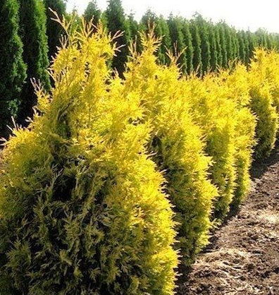 Туя западная (Thuja occidentalis Salland) C2/3 40-60
