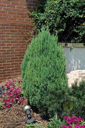 Можжевельник китайский (Juniperus chinensis Stricta) C2 35-40