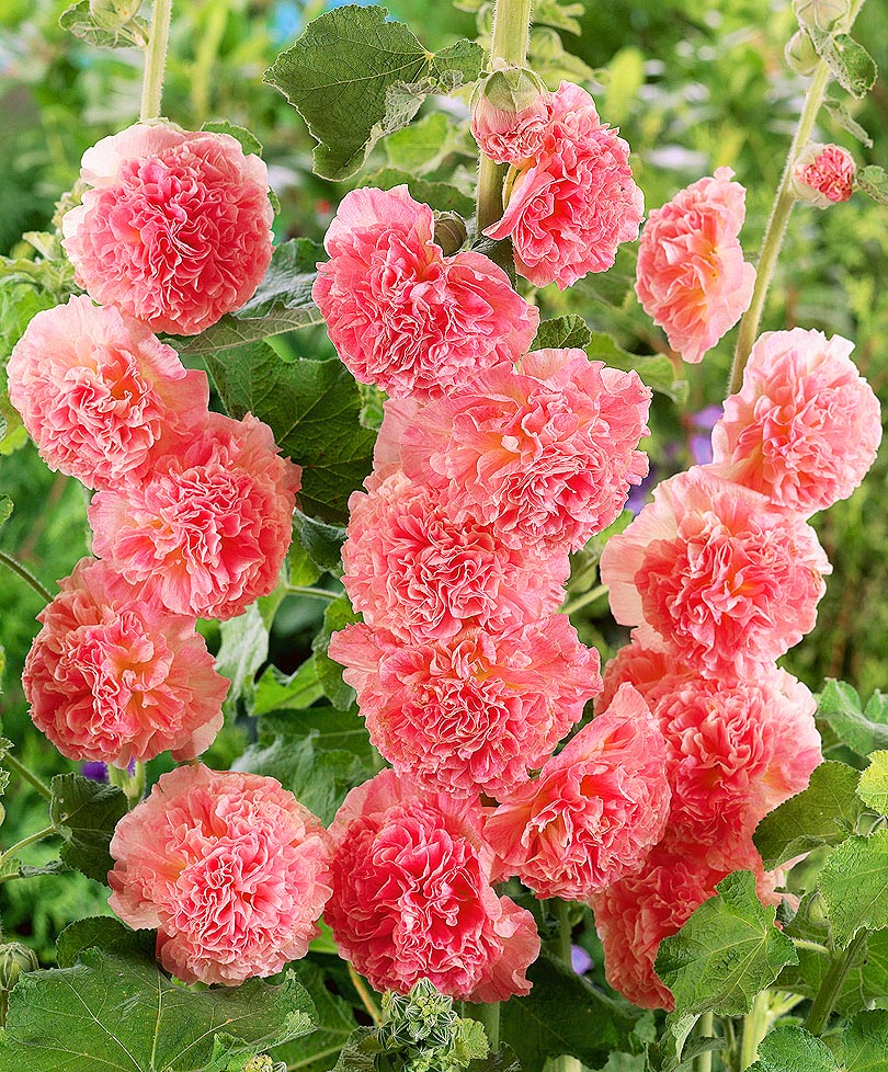 Шток-роза Alcea rosea