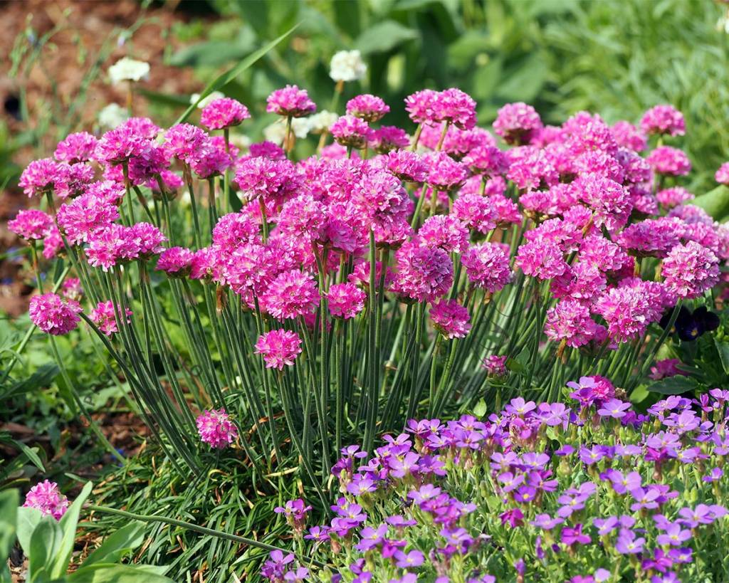 Армерия Приморская (Armeria maritima)