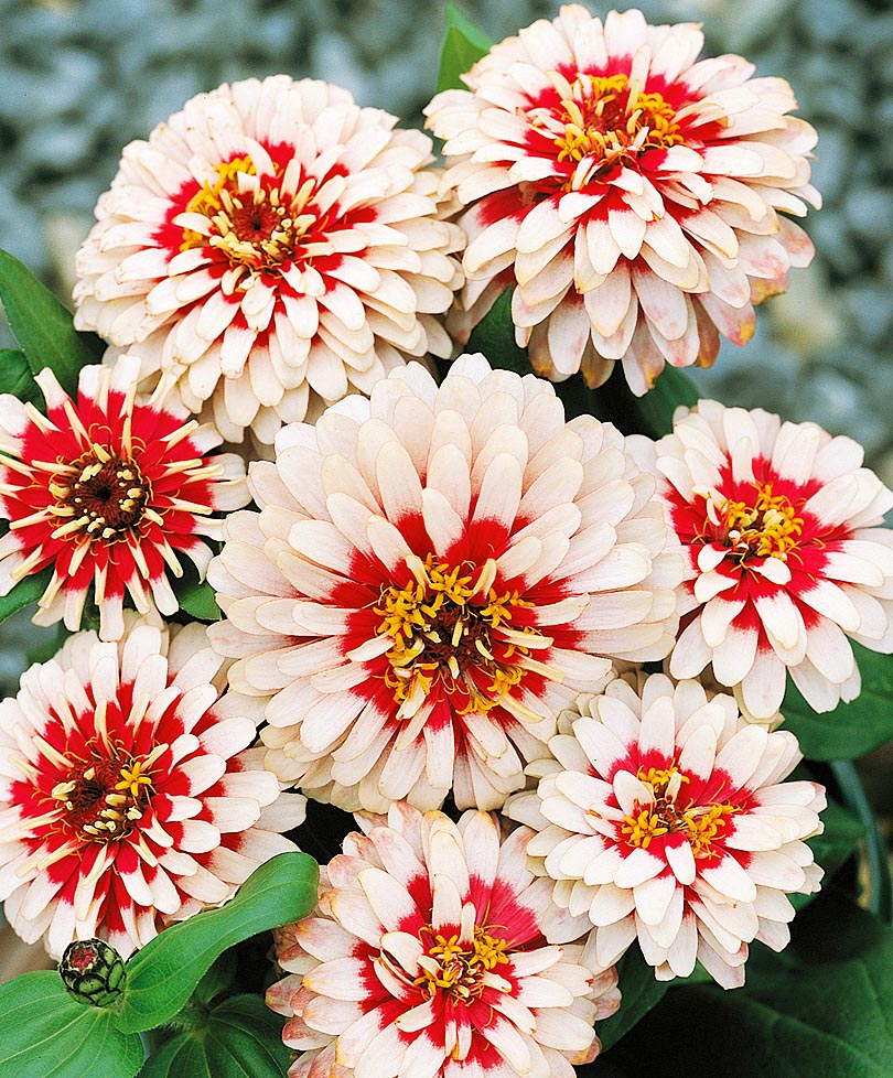 Zinnia Flower