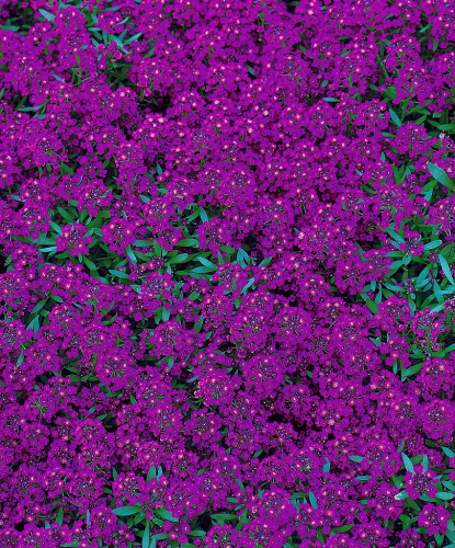ПС Лобулярия Кристалл Фиолетовые оттенки~25059