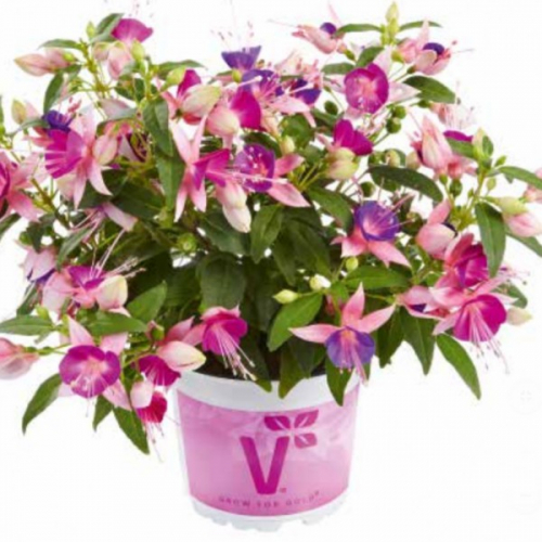 Фуксия Fuchsita Pink Violet