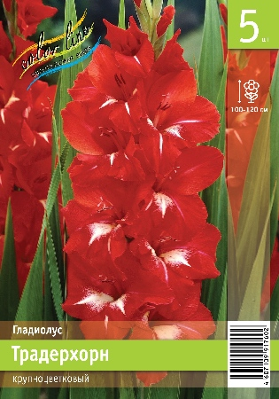 ГЛАДИОЛУС ТРАДЕРХОРН 14/+ (В упаковке 5 шт.)