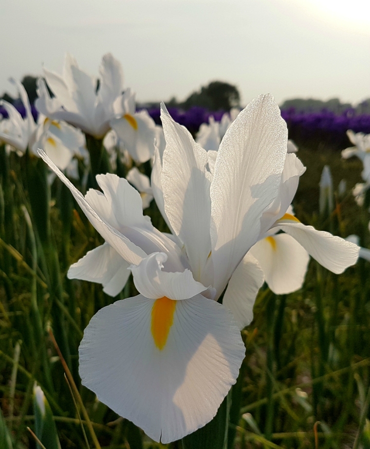 Цветы белые ирисы фото
