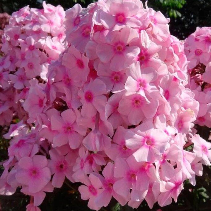 Флокс метельчатый брайт айз. Флокс бриджит айс. Флокс метельчатый тенор. Флокс метельчатый bright eyes. Флокс paniculata bright eyes.