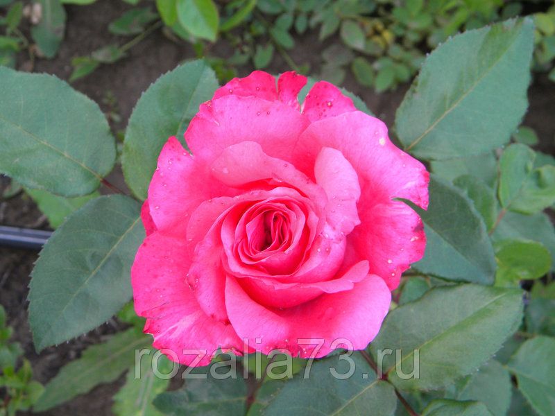 Роза Высоцкого Фото