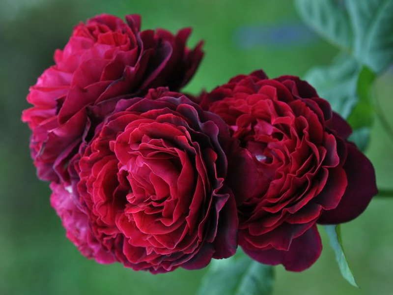 Роза графин фон харденберг шраб