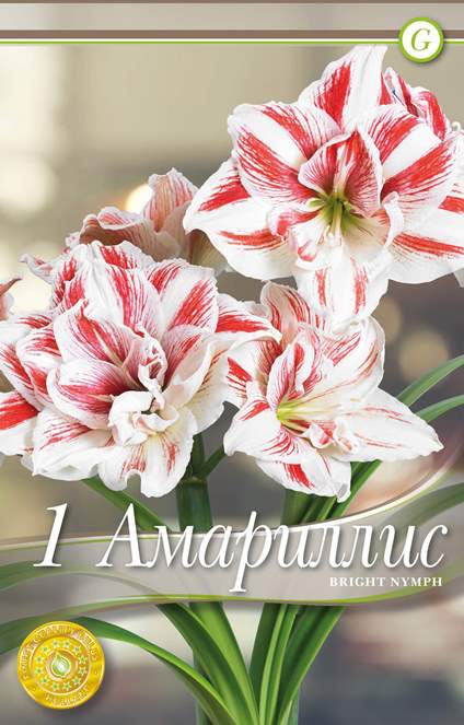 Амариллисы Брайт Нимф(Заказываем упаковками. В упаковке 1 шт. Цена ...