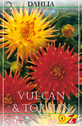Георгина Vulcan & Top Sun(Заказываем упаковками. В упаковке 2 шт. Цена указана за упаковку