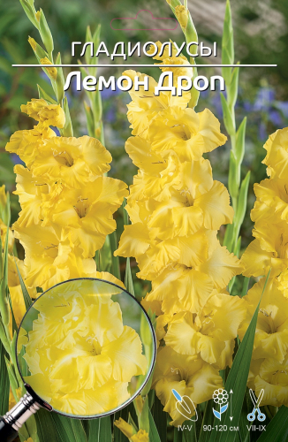 Гладиолус Лемон Дроп(Заказываем упаковками. В упаковке 7 шт. Цена указана за упаковку