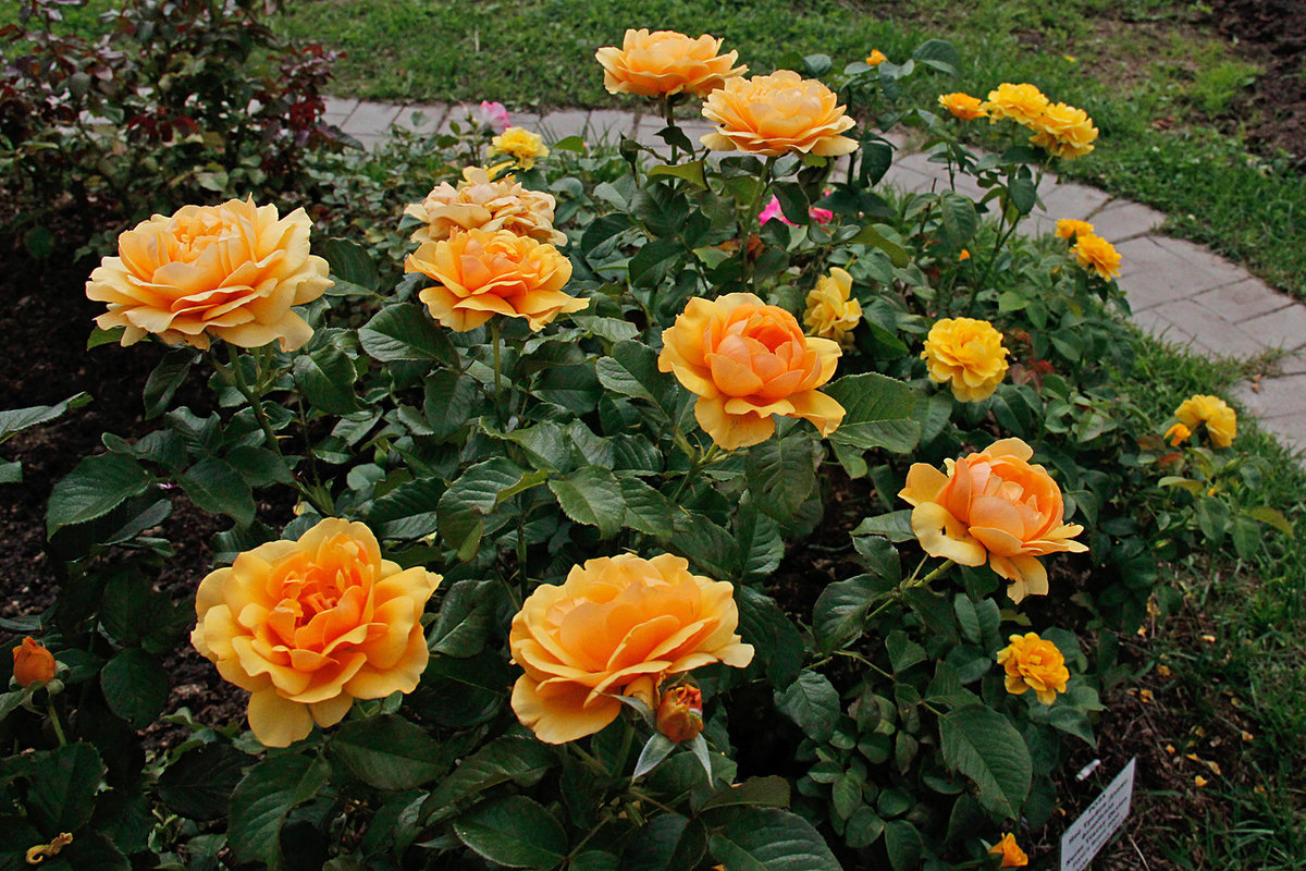 Роза флорибунда виды и сорта фото