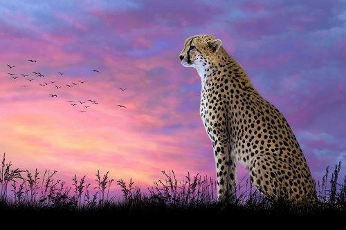 Ah5304 Леопард на закате