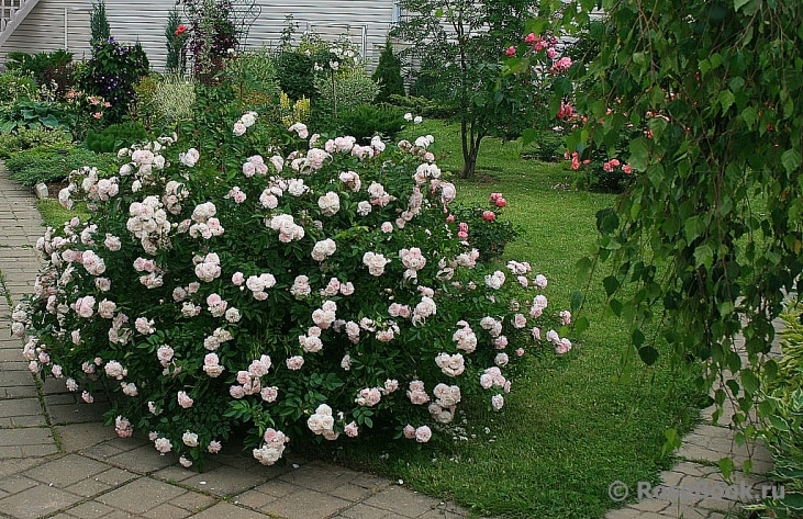 Сиа фом роза почвопокровная фото и описание