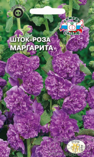 Шток-роза Маргарита 0,1г фиолетовая