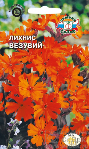 Лихнис Везувий красно-оранж, лист корич.0,25г