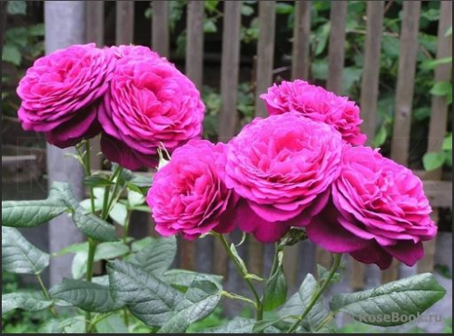 Роза Гете Johann Wolfgang von Goethe Rose