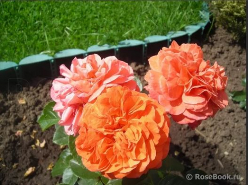 Роза Оранжери Orangerie