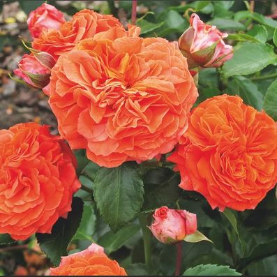 Роза Оранжери Orangerie
