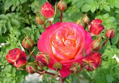 Роза Мидсаммер Midsummer (роза Хамелион)
