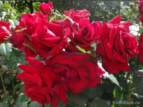 Роза Ротер Драхе Roter Drache (Красный Дракон)