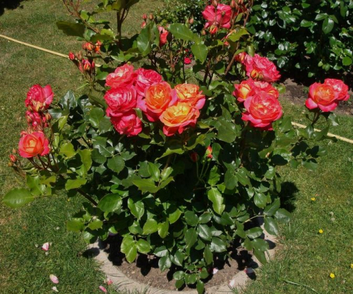 Роза Мидсаммер Midsummer (роза Хамелион)