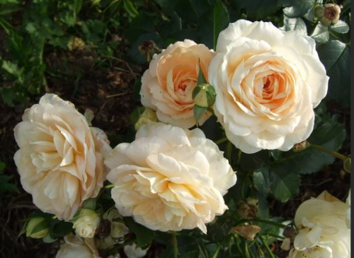 Роза Мария Антуанетта Marie Antoinette