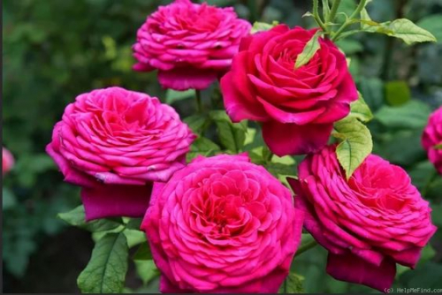 Роза Гете Johann Wolfgang von Goethe Rose