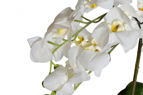 Орхидея белая в горшке 2