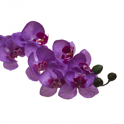  Акция    Орхидея лиловая