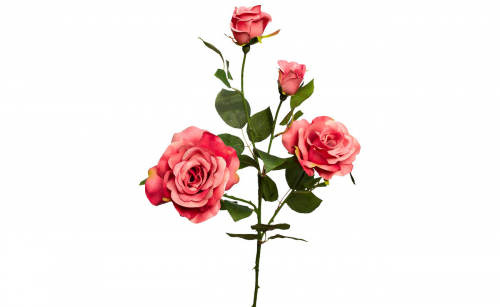 Роза нежно-розовая 3