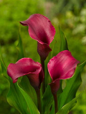 Калла голд краун