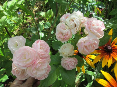 Роза Букет парфе Bouquet Parfait.