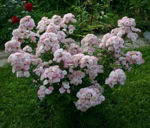 Роза Букет парфе Bouquet Parfait.