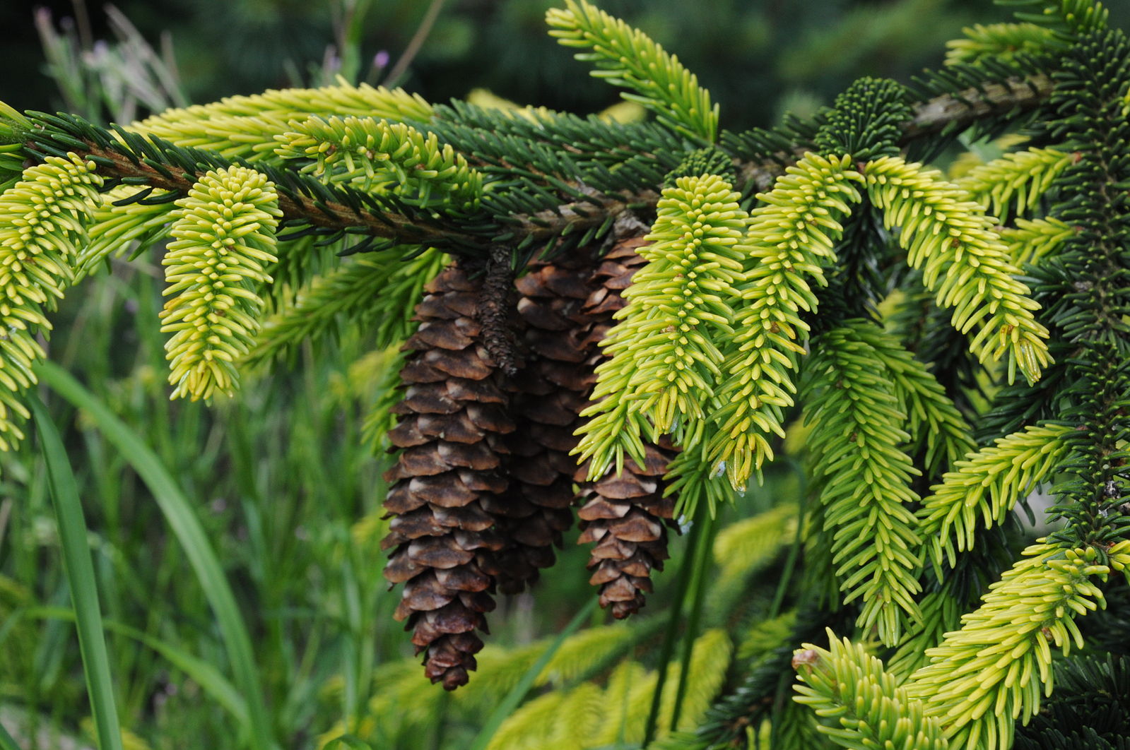 Ель Восточная Picea orientalis